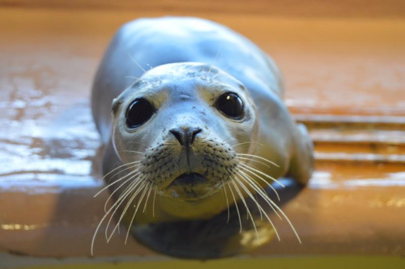 Oregano, a male harbor seal, is being nursed back to health at the National Marine Life Center. The Junior Friends of Plumb Library adopted the seal, and hope to see it released soon. COURTESY NATIONAL MARINE LIFE CENTER